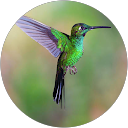 Cindy Soeters profile picture